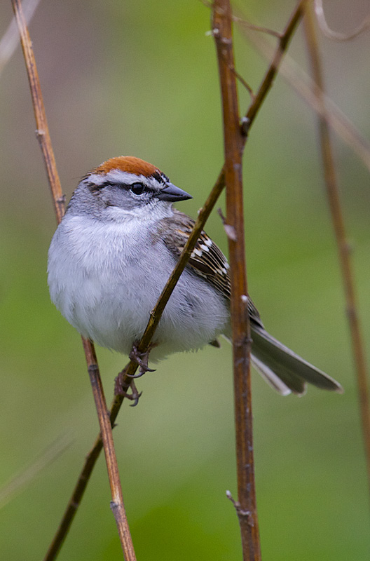 chipping sparrow